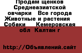 Продам щенков Среднеазиатской овчарки - Все города Животные и растения » Собаки   . Кемеровская обл.,Калтан г.